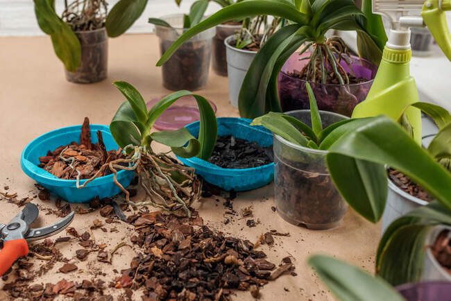 How To Propagate An Orchid: 6 Methods