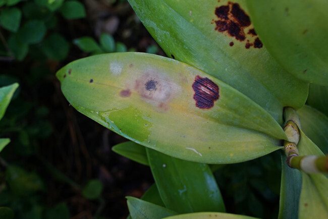 Orchid Leaves Turning Yellow 9 Main Causes And Cure 