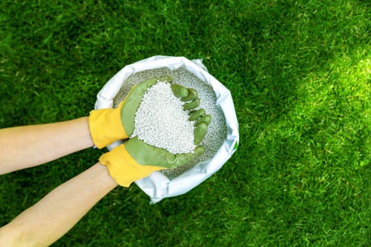The 8 Best Fertilizers For Monstera of 2023
