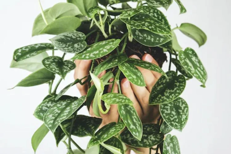 The 7 Best Soil For Pothos of 2023