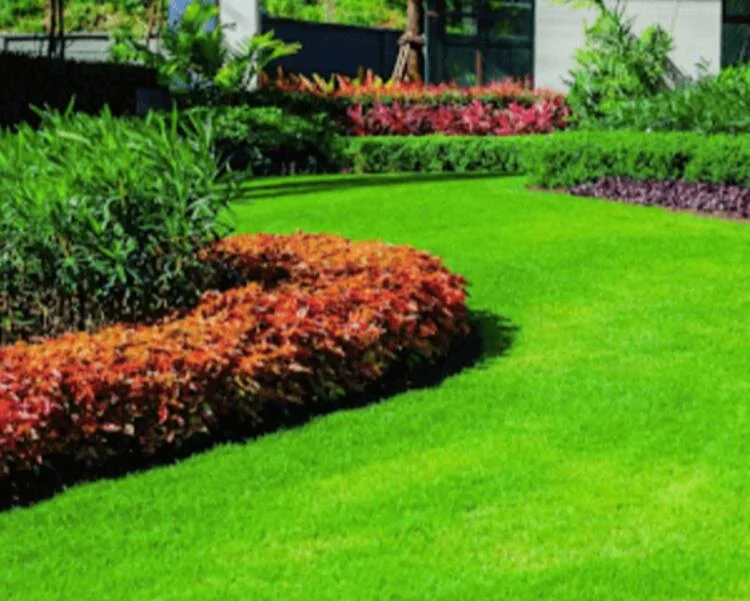 How To Grow The Healthy Green Grass: Tips and Tricks
