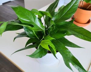16 Types of Pothos You Will Love to Grow