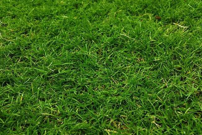 Bermuda Grass Vs Fescue Which Should You Choose Swipe Garden