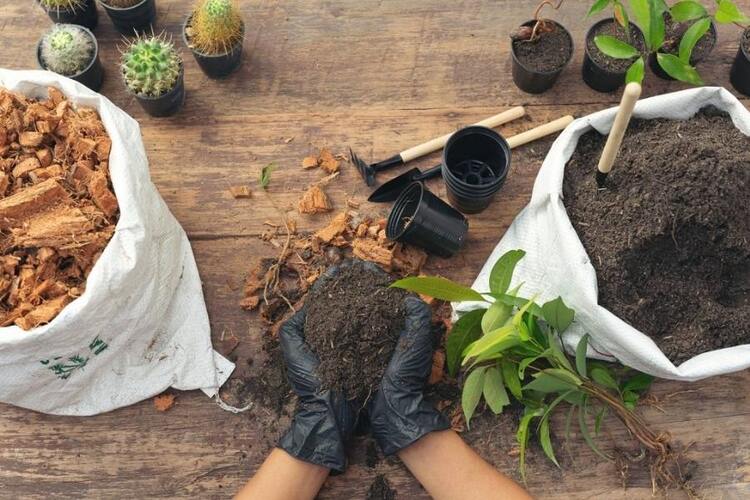 Does Potting Soil Go Bad? 3 Signs To Know – Swipe Garden