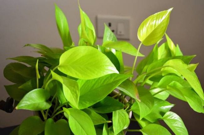 16 Types Of Pothos You Will Love to Grow – Swipe Garden