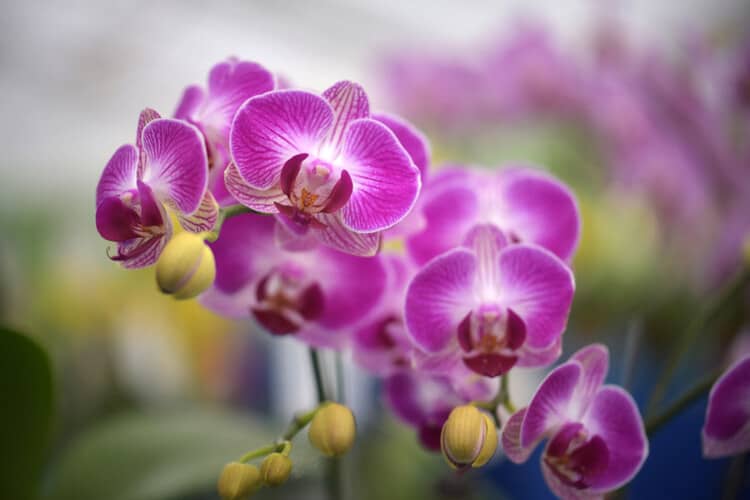 Should You Fertilize Orchids When They Are In Bloom? Guides – Swipe Garden