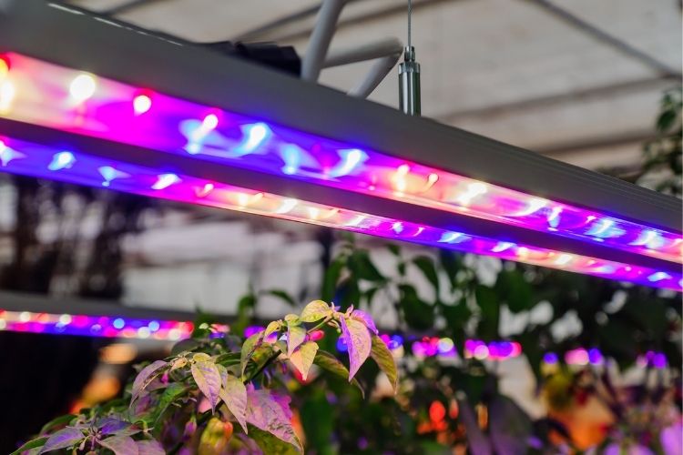 Fluorescent vs LED Grow Light A Comprehensive Comparison Swipe Garden