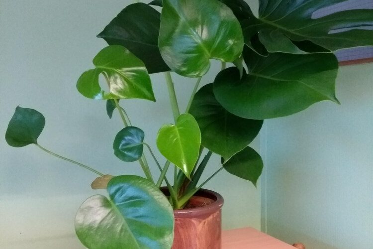 Monstera Temperature: Requirements For Healthy Growth