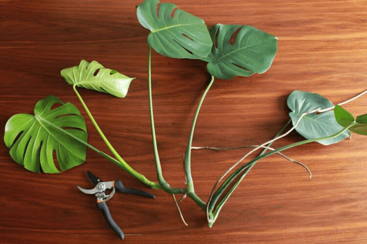 Monstera Aurea: Care Tips From Experts – Swipe Garden