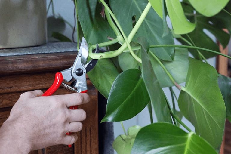 How To Prune Monstera: Vital Techniques For Healthy Plant