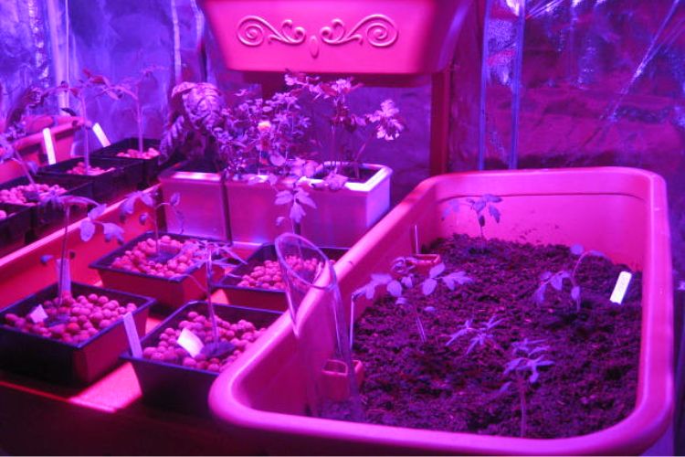 What Size Grow Light For 4 Plants