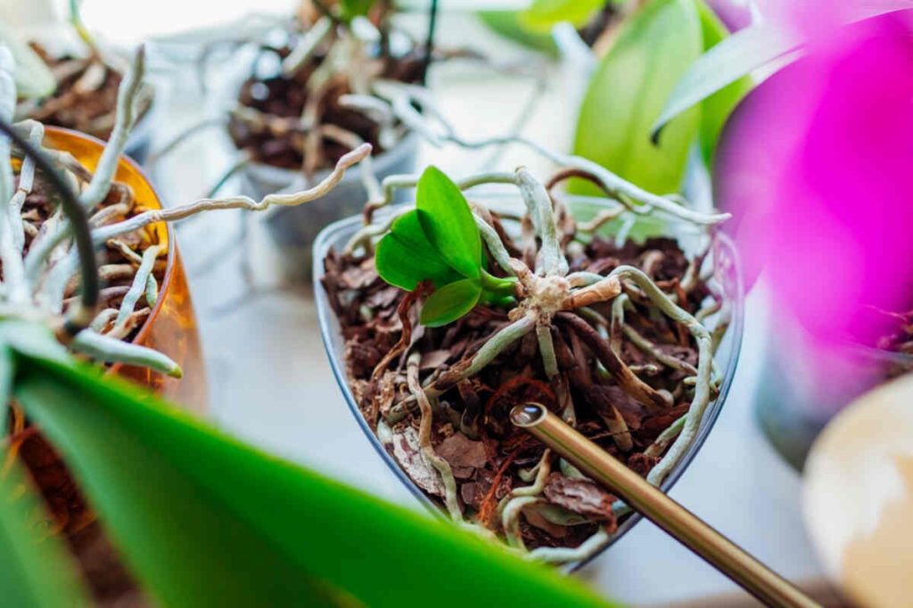 How To Propagate An Orchid: 6 Methods – Swipe Garden