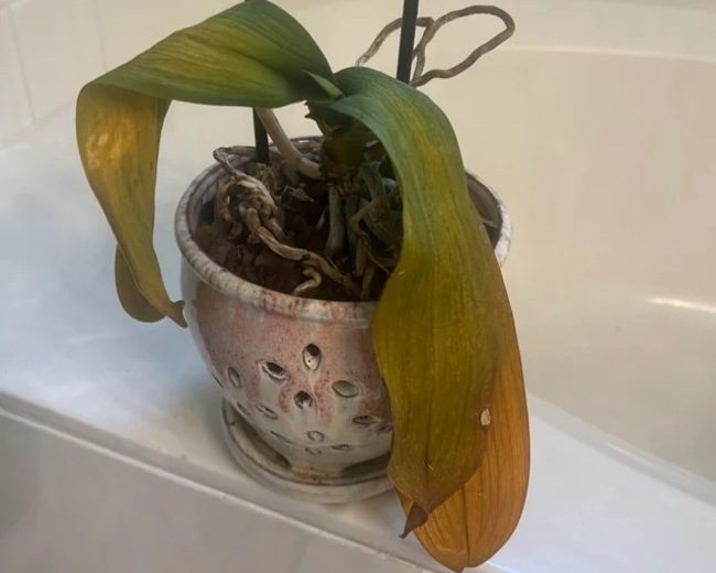 How To Revive An Orchid The Best Tips And Tricks Swipe Garden   How To Revive Orchid 