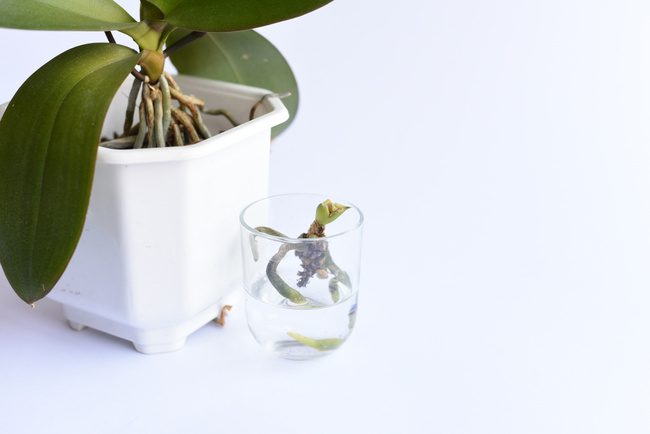 How To Propagate An Orchid: 6 Methods – Swipe Garden