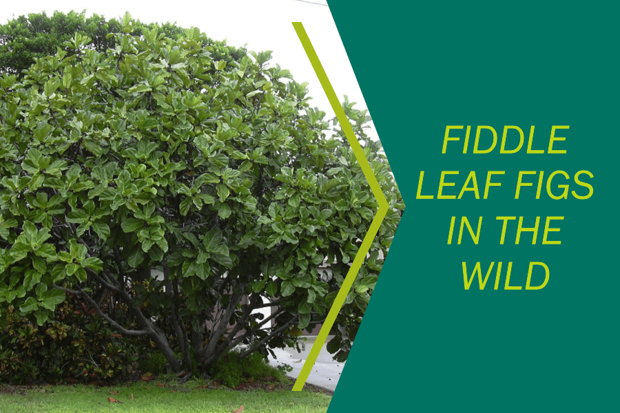 Fiddle Leaf Figs in the wild Some interesting facts