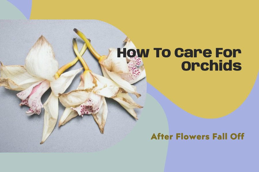 How To Care For Orchids After Flowers Fall Off? 4 Steps Swipe Garden