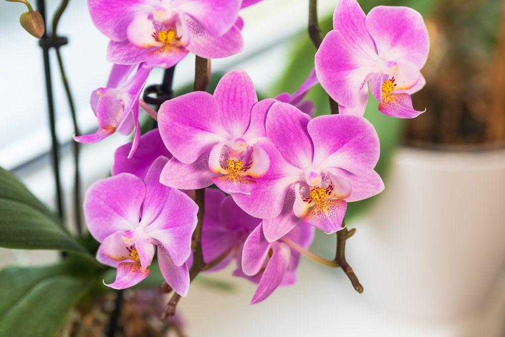 How To Care For Orchids After Flowers Fall Off? 4 Steps Swipe Garden